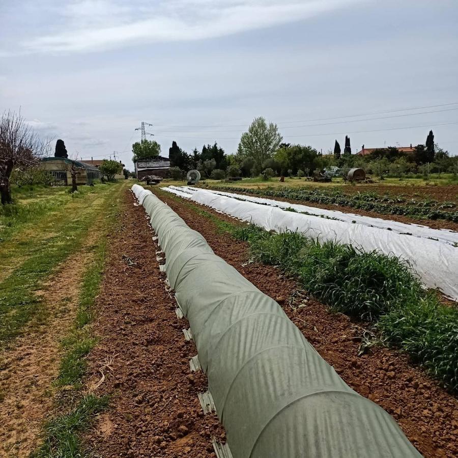 Agriturismo Il Cipresso Βίλα Vada Εξωτερικό φωτογραφία