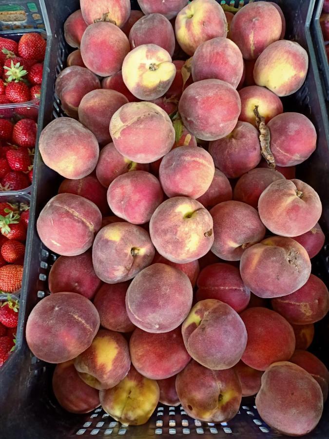 Agriturismo Il Cipresso Βίλα Vada Εξωτερικό φωτογραφία