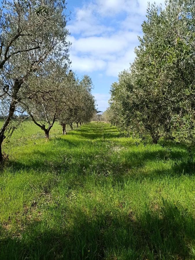 Agriturismo Il Cipresso Βίλα Vada Εξωτερικό φωτογραφία