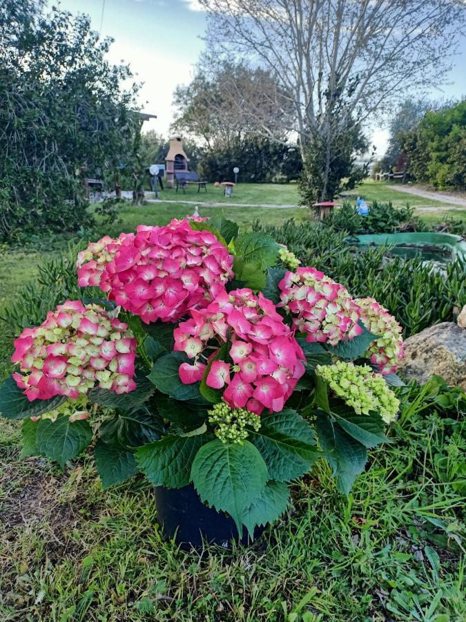 Agriturismo Il Cipresso Βίλα Vada Εξωτερικό φωτογραφία